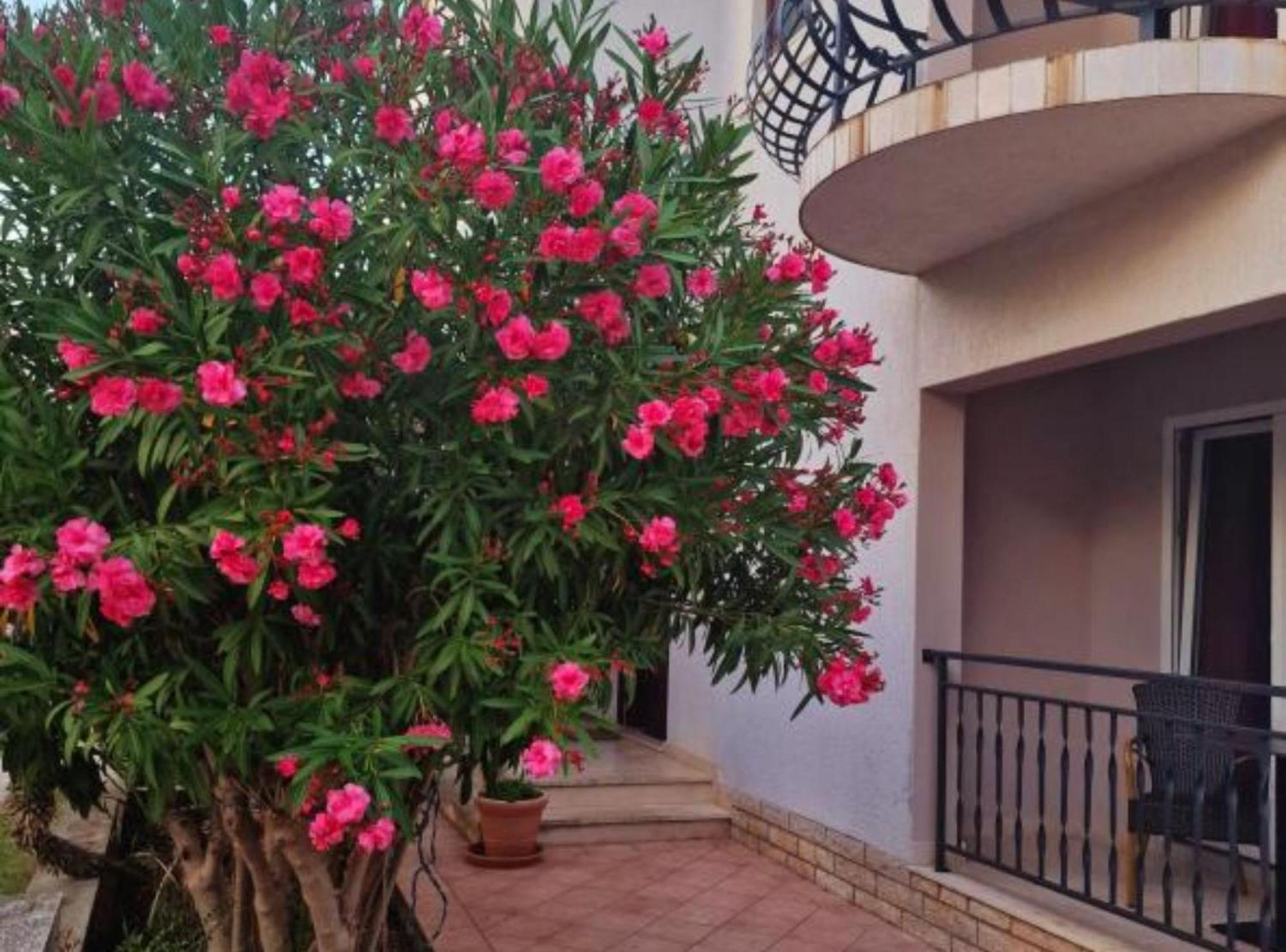 Pansion Belvedere Mali Lošinj Exterior foto